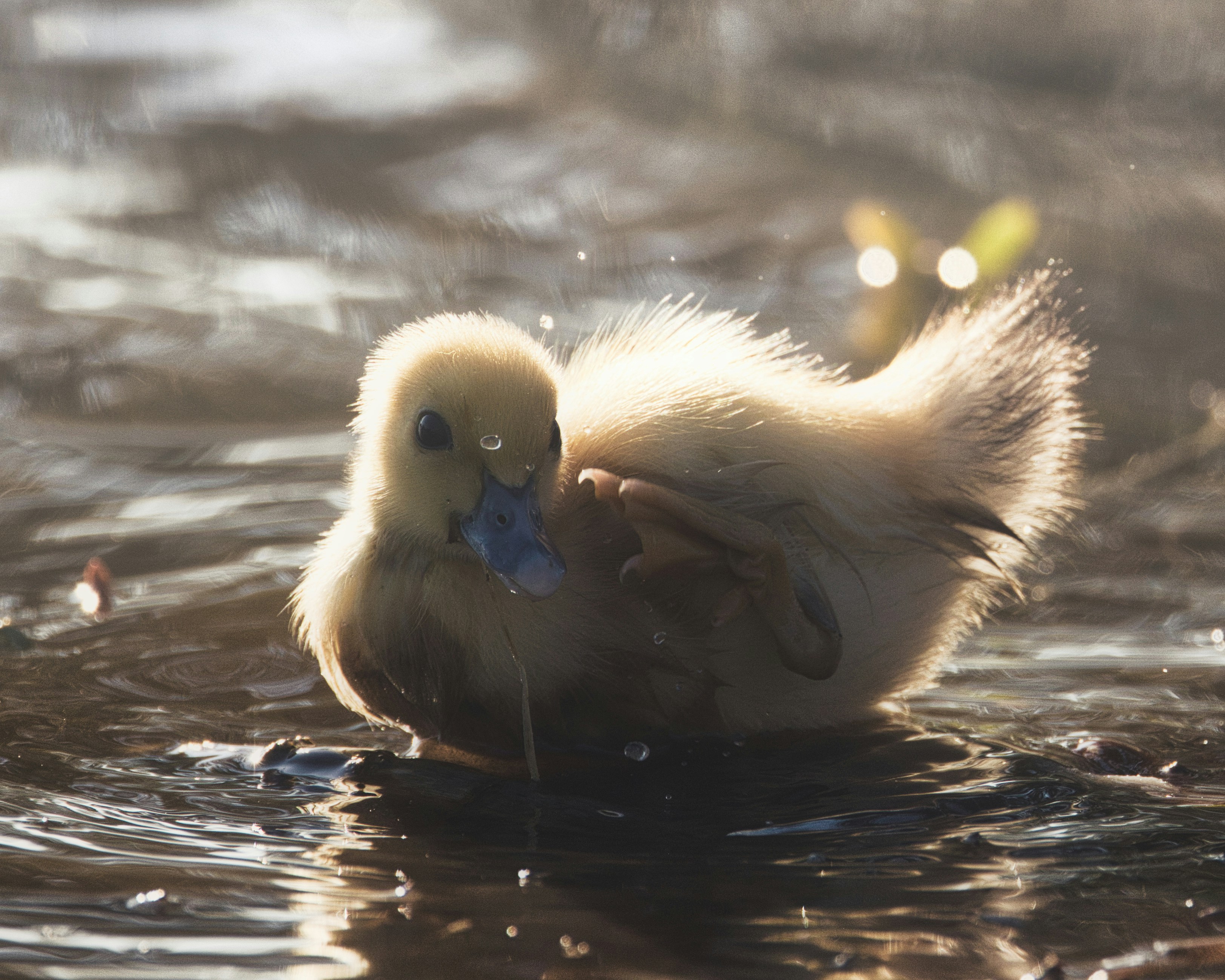 Photo by thephotochad