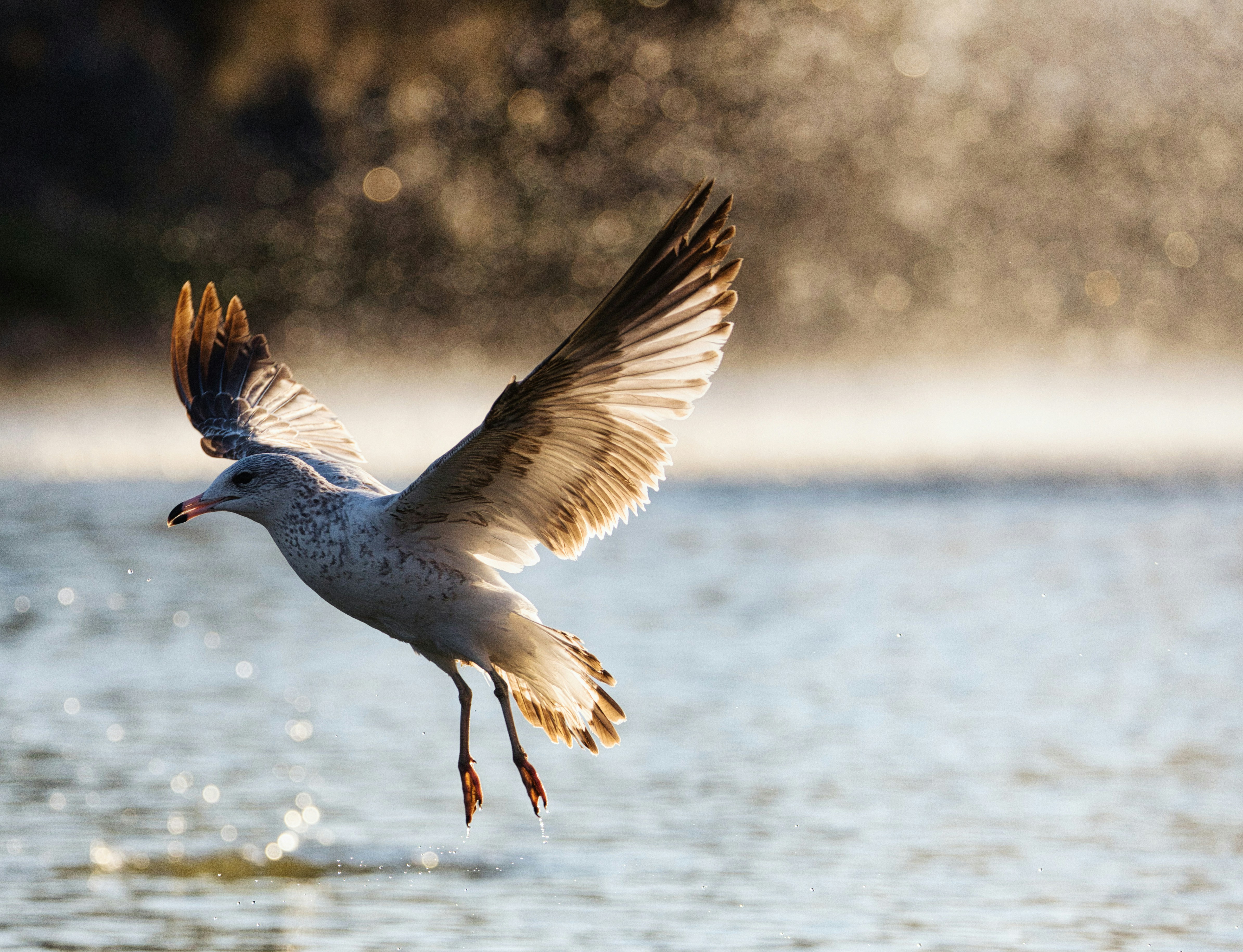 Photo by thephotochad