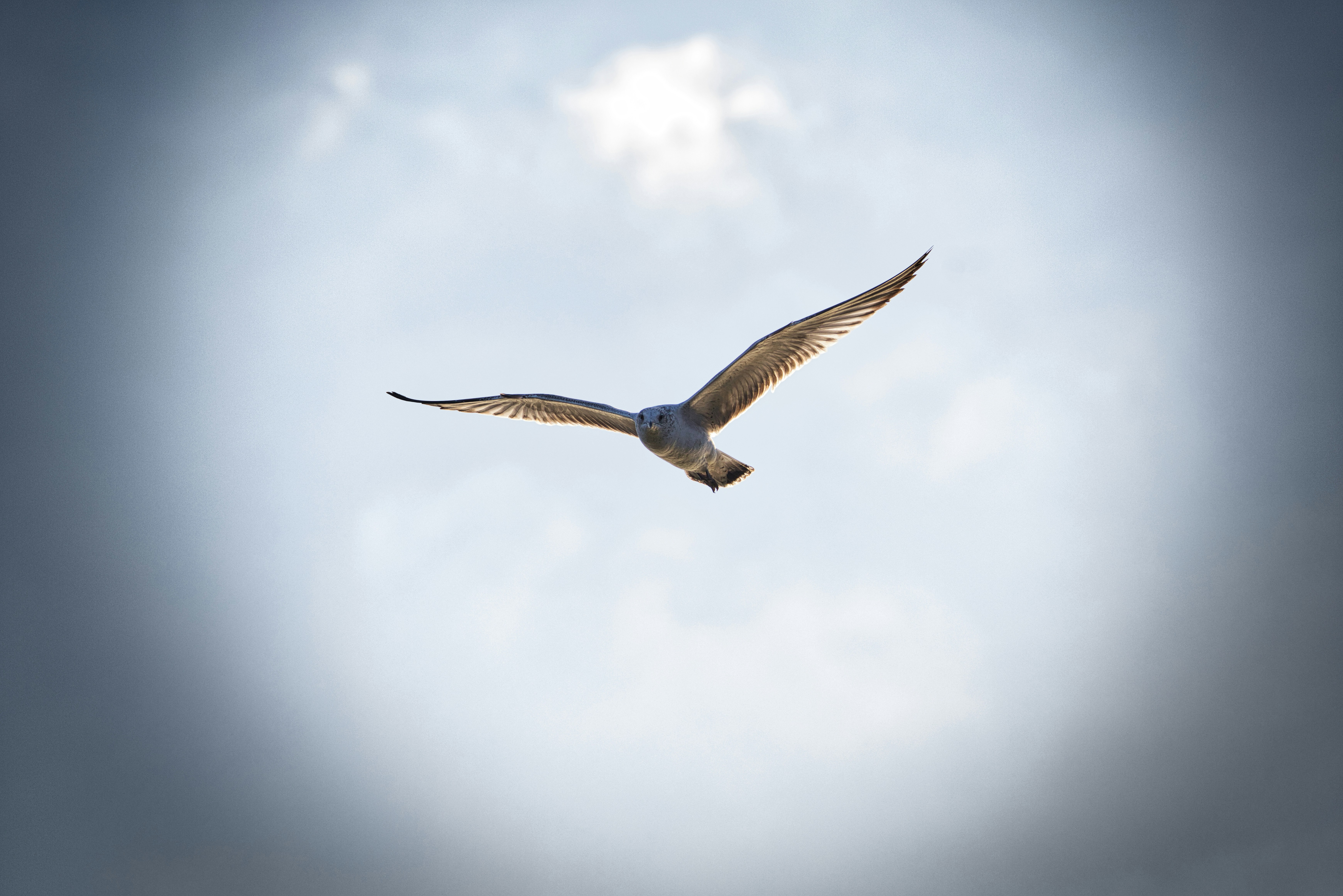 Photo by thephotochad