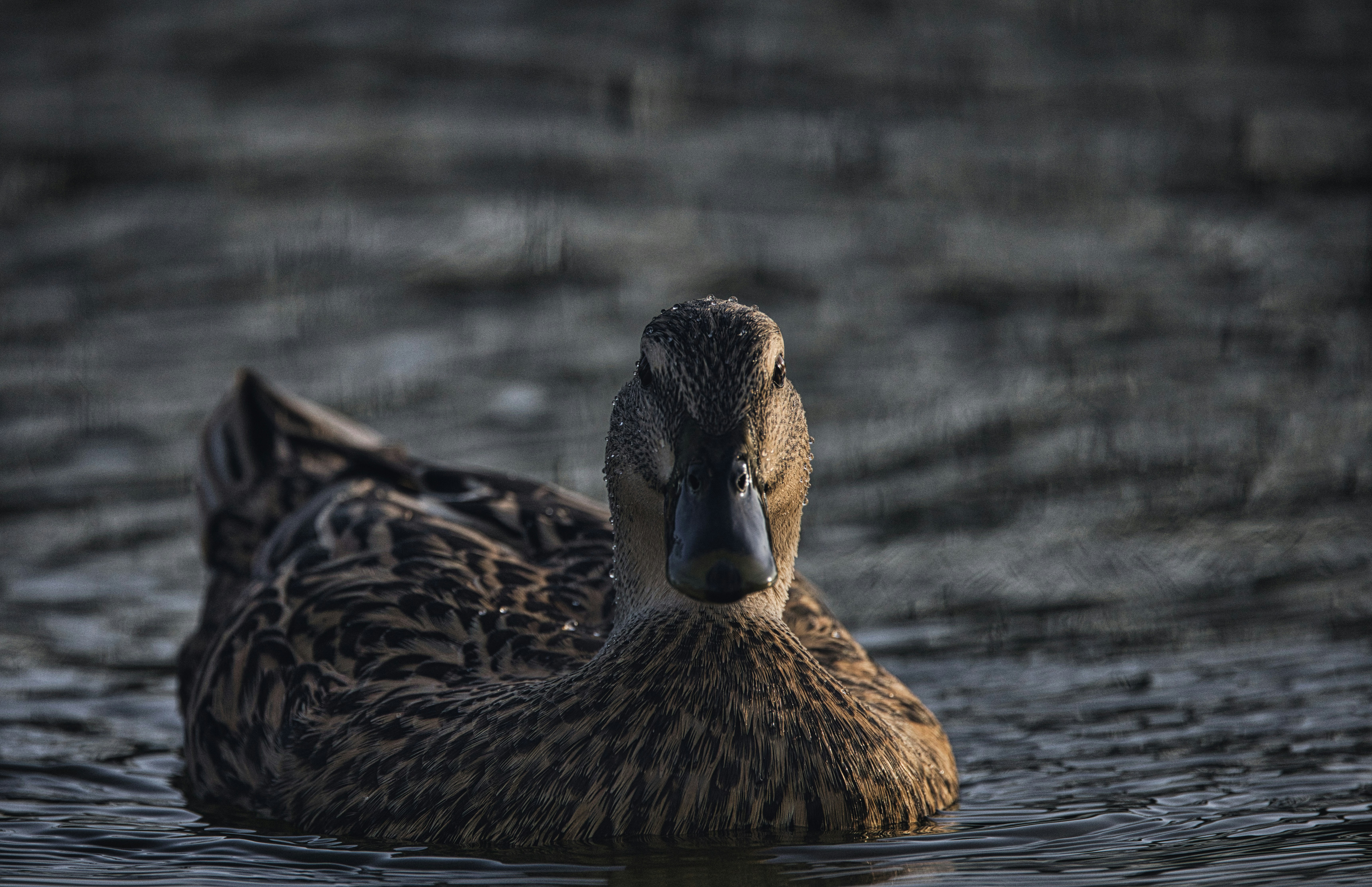 Photo by thephotochad