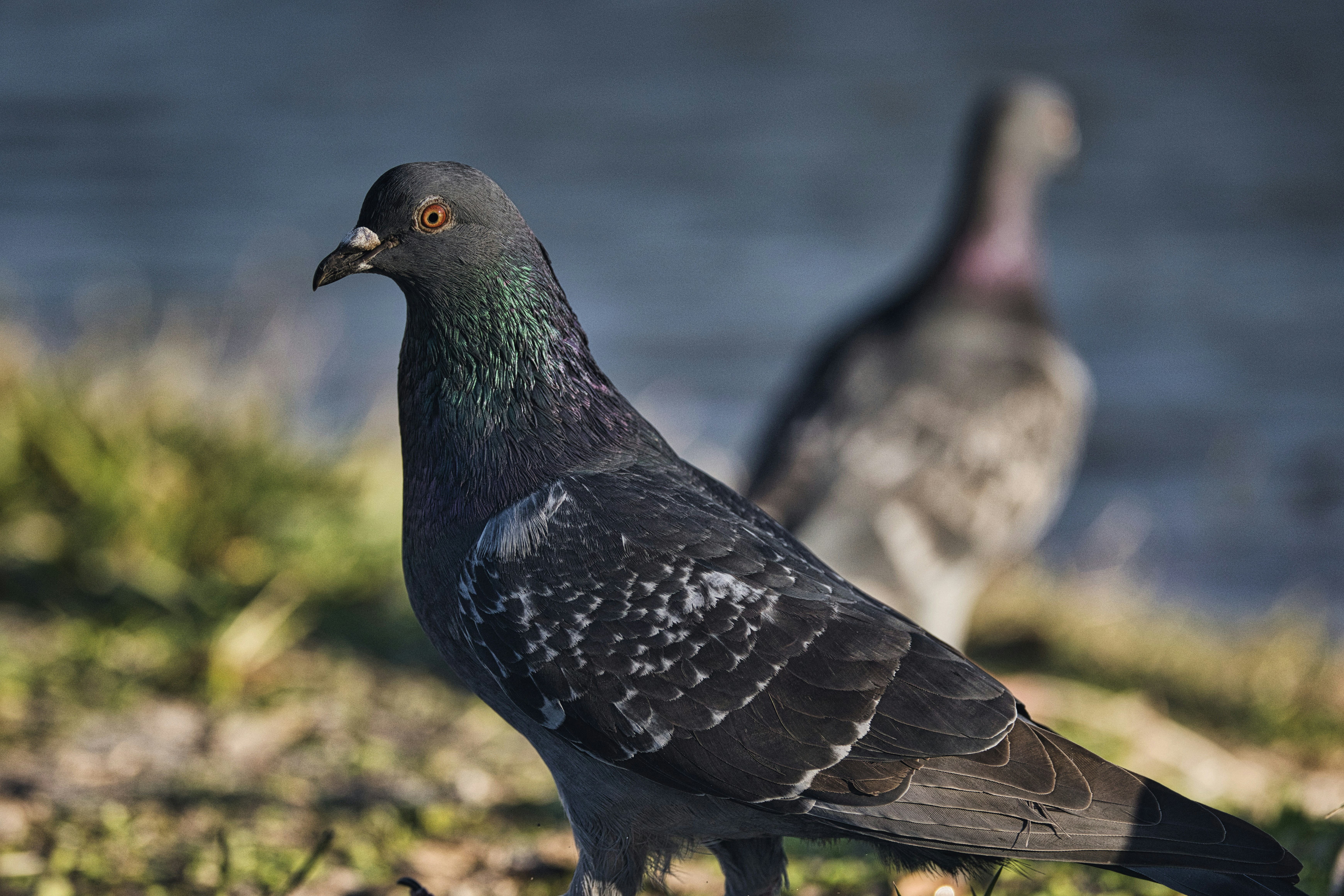 Photo by thephotochad