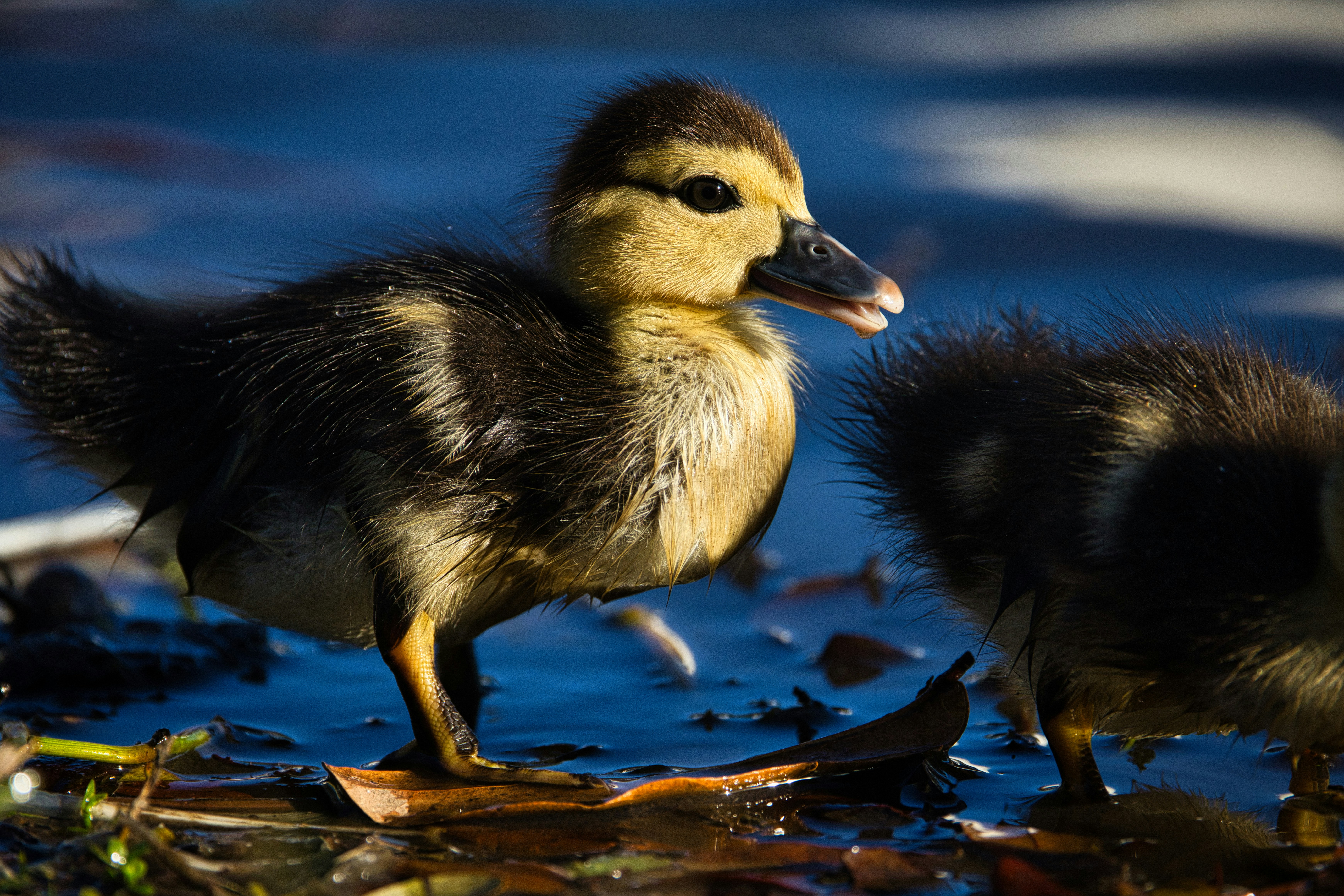 Photo by thephotochad