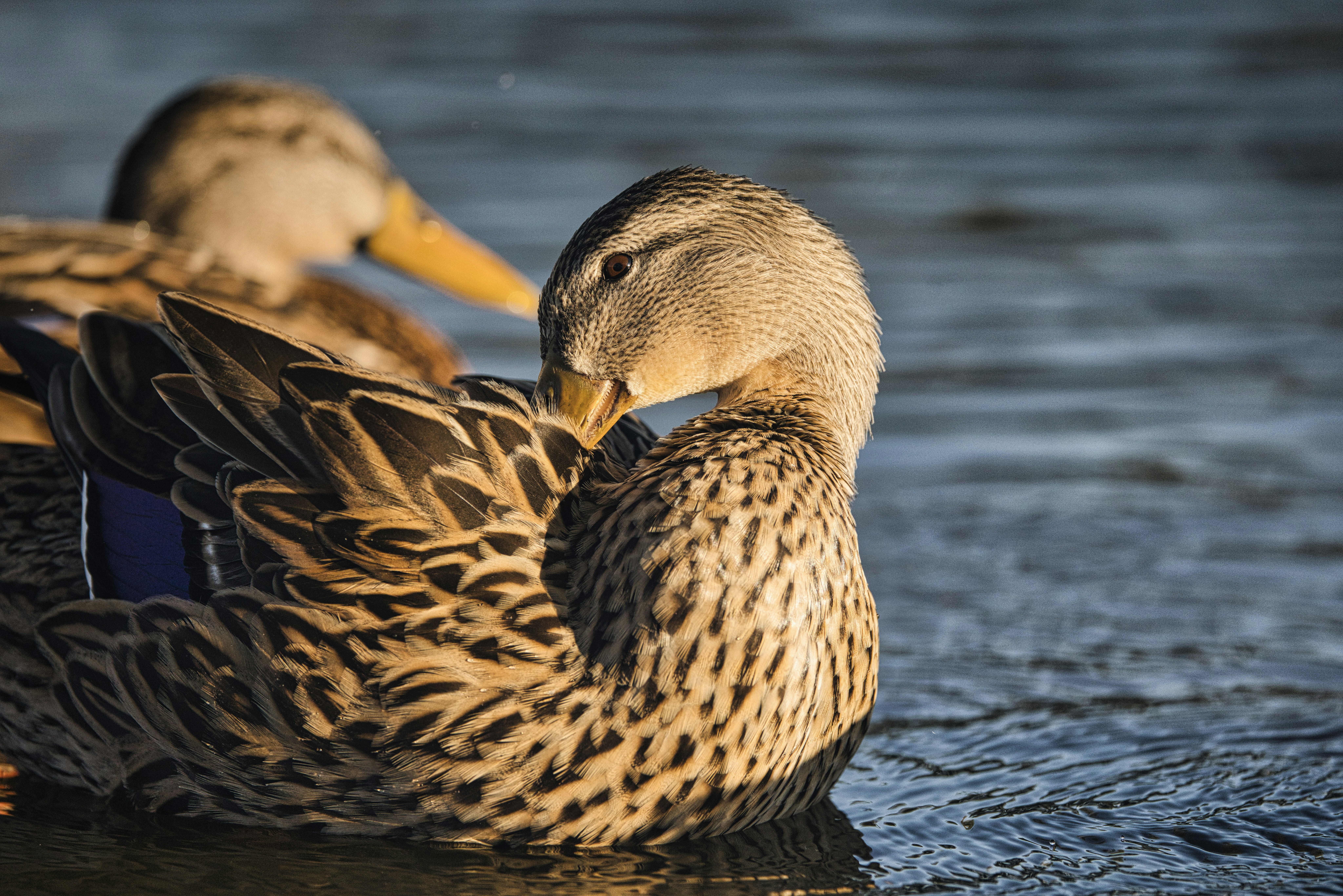 Photo by thephotochad