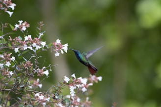 a hummingbird flying over a flower filled tree
