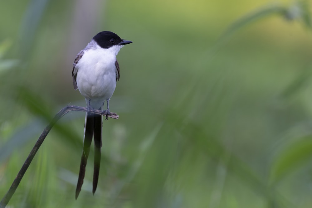 a small black and white bird sitting on a branch