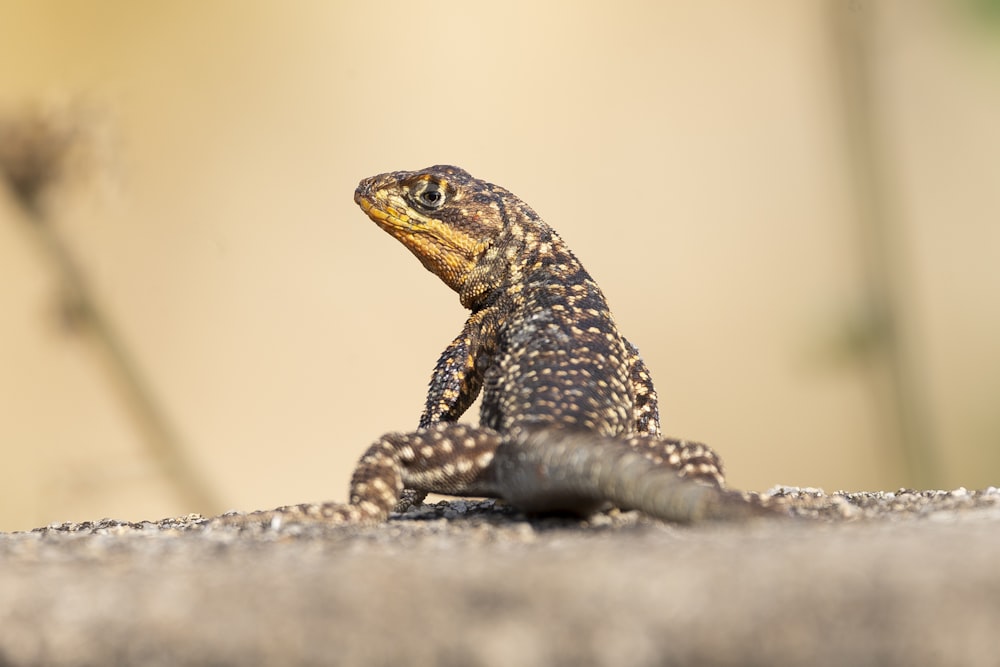 a small lizard sitting on the ground