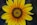 a large yellow flower with a black center