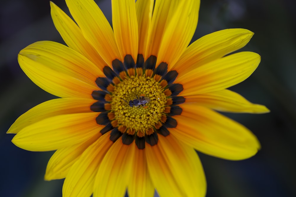 a large yellow flower with a black center