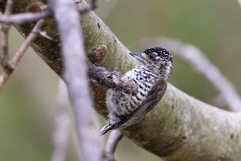 a small bird perched on a tree branch