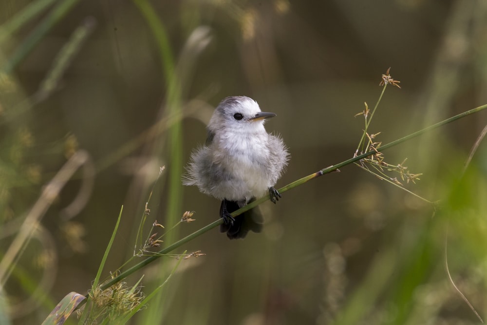 a small white bird sitting on top of a green branch