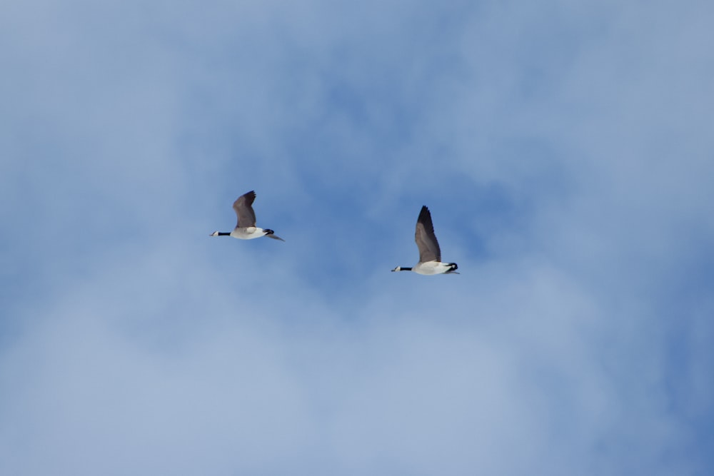 a couple of birds flying through a cloudy blue sky