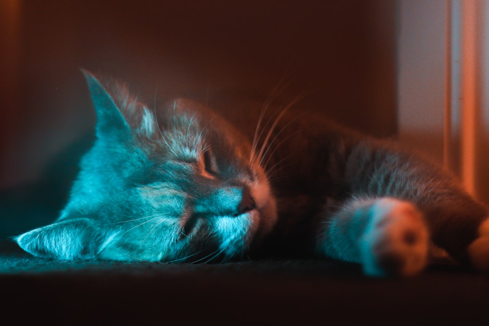 a cat sleeping on the floor with its eyes closed