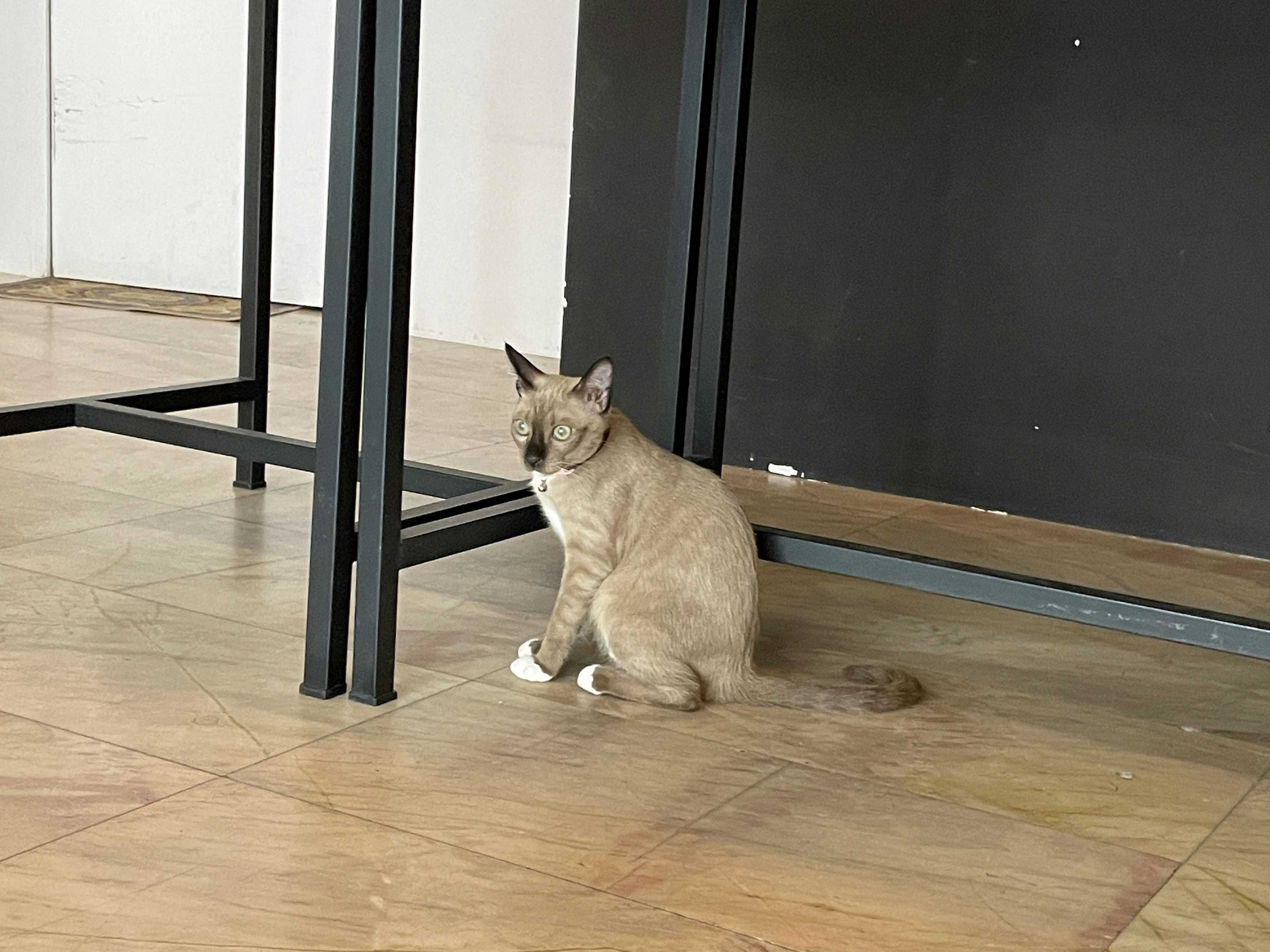 Nouveau propriétaire de chat accueillant son premier félin à la maison, illustration des premiers moments de cohabitation