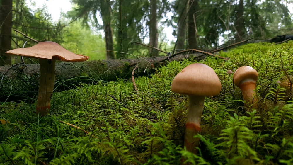 a group of mushrooms sitting on top of a lush green forest