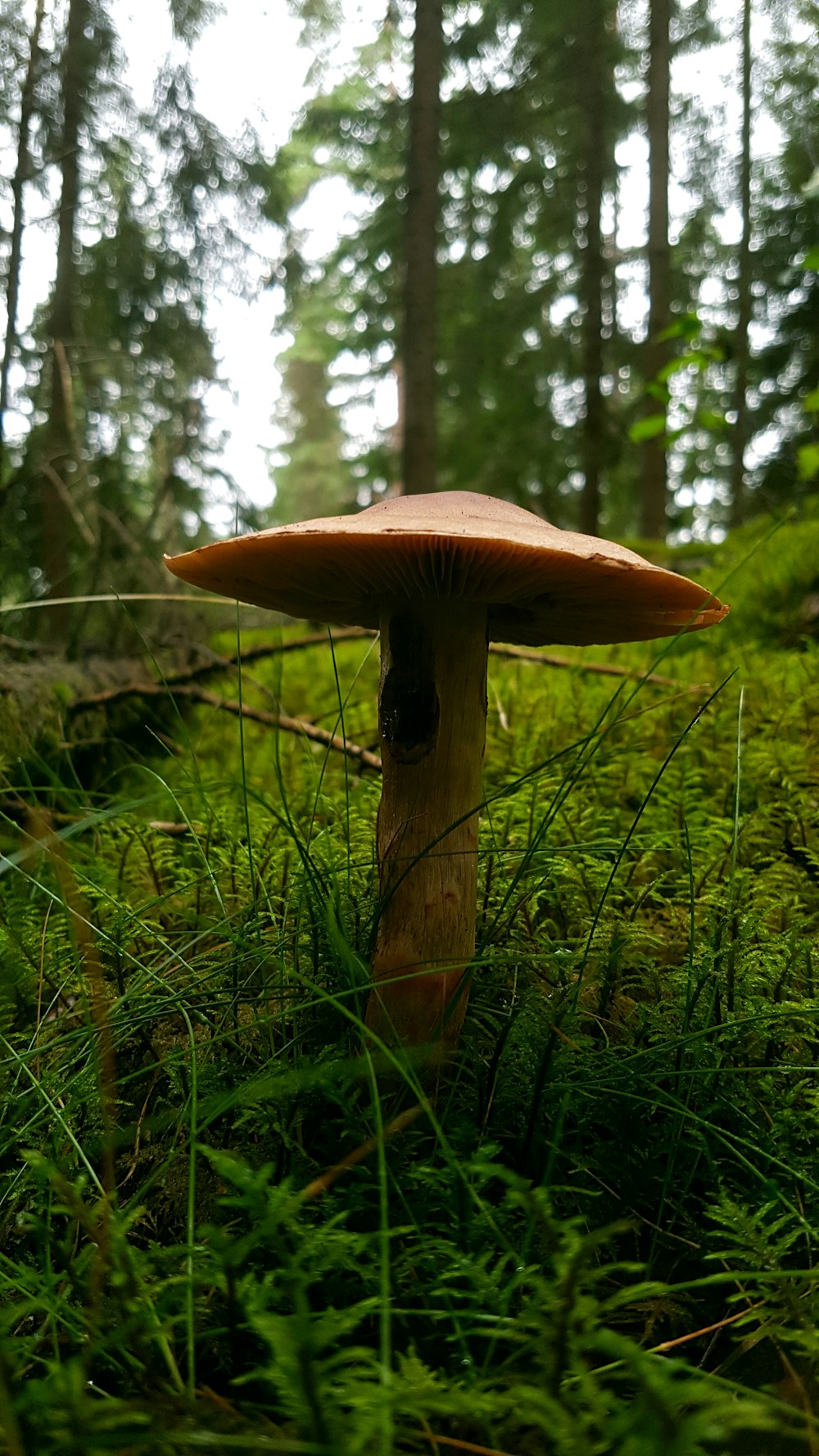 a mushroom sitting in the middle of a forest