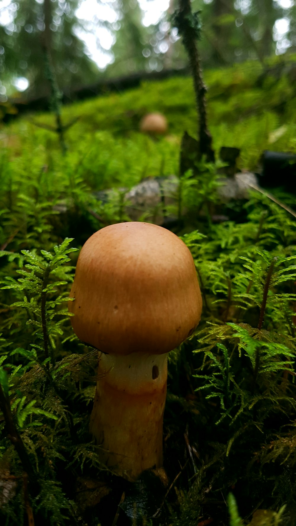 a mushroom sitting in the middle of a lush green forest