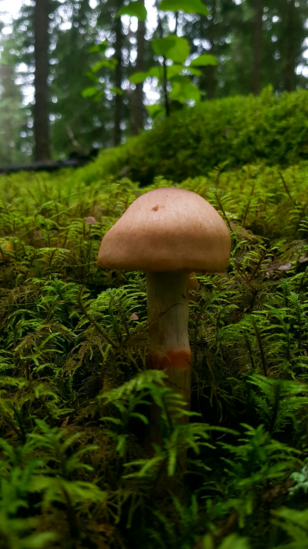 a mushroom sitting in the middle of a lush green forest