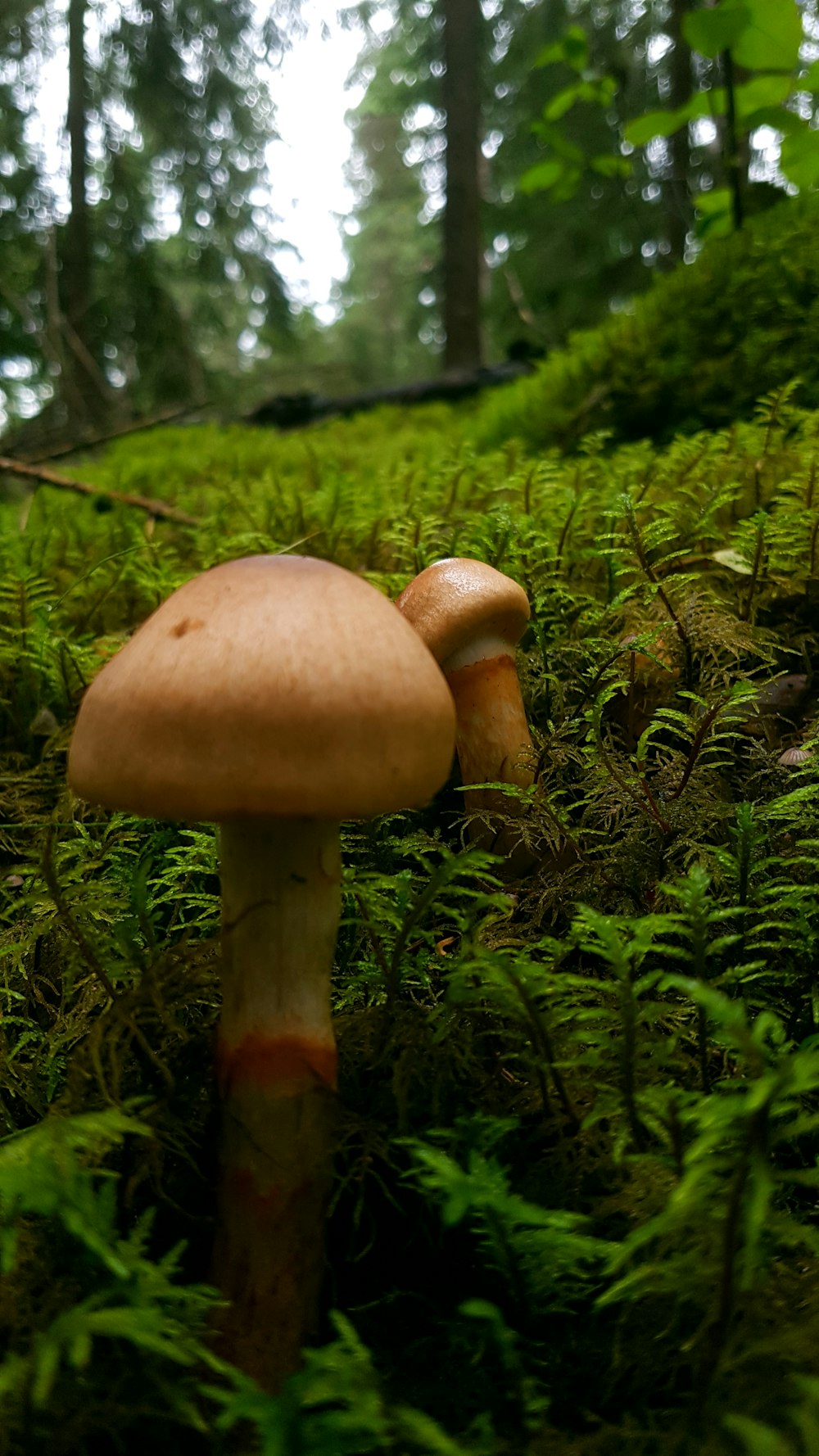 a mushroom sitting in the middle of a lush green forest