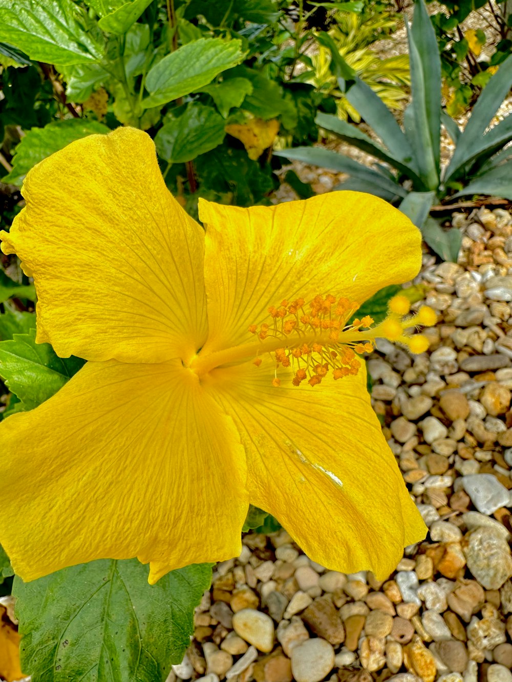 eine große gelbe Blume, die auf einem felsigen Boden sitzt