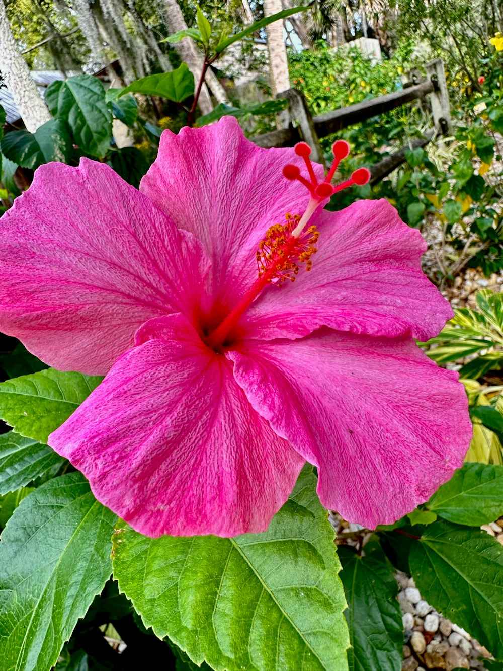 a pink flower with green leaves in the foreground