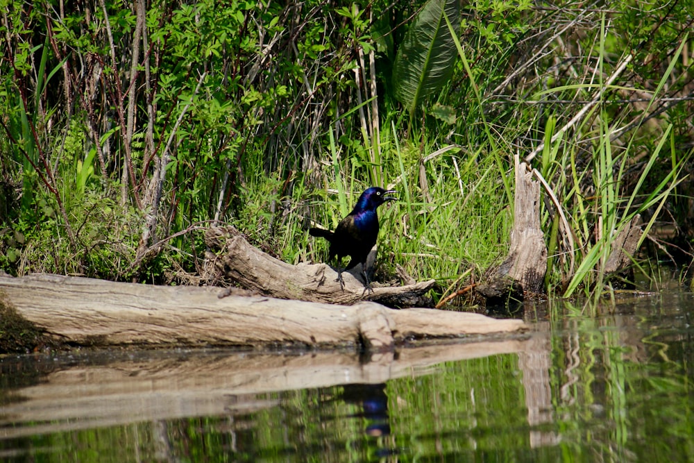 a bird is standing on a log in the water