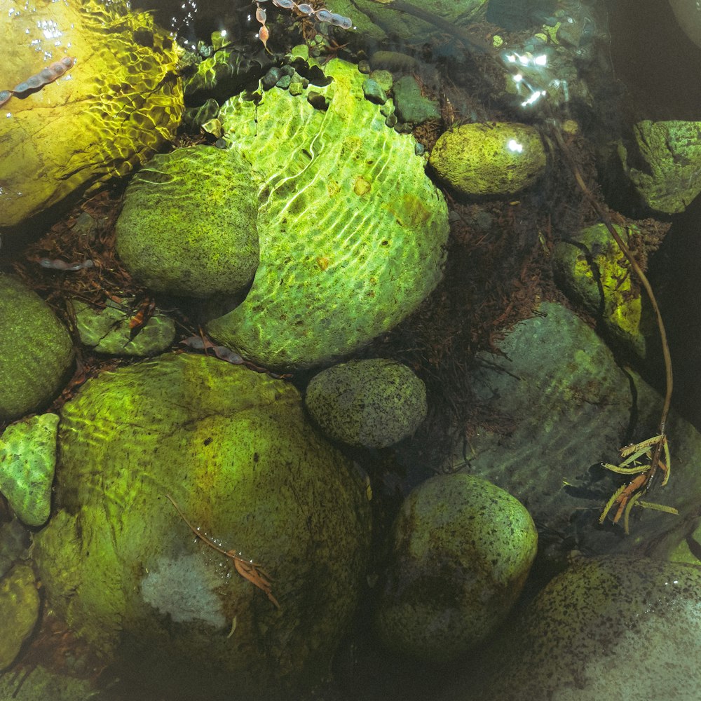 a group of rocks covered in green moss