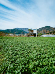 a field of green plants with mountains in the background