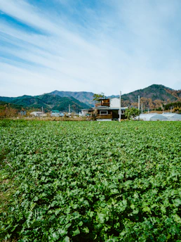 a field of green plants with mountains in the background