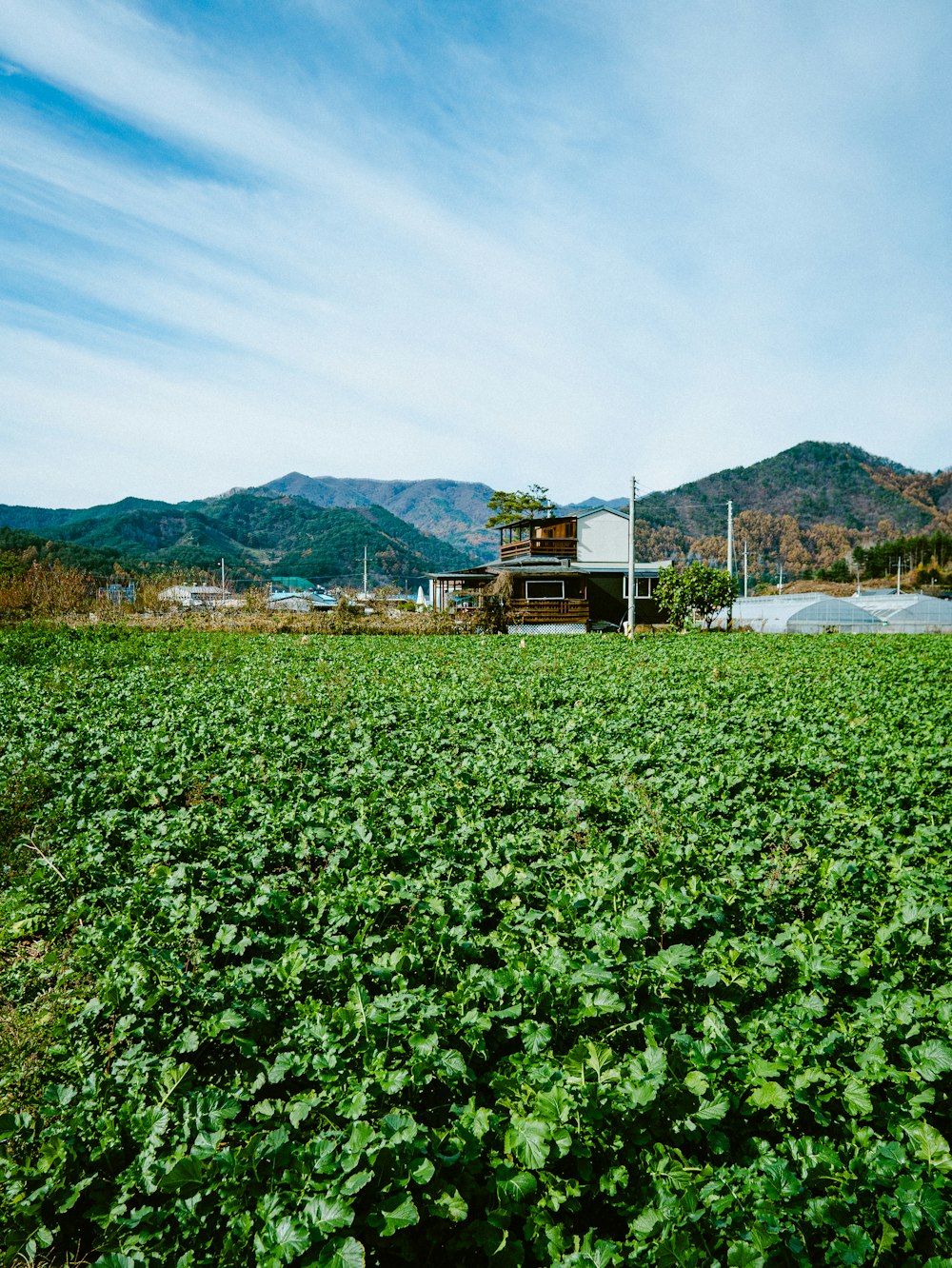 a field of green plants with mountains in the background