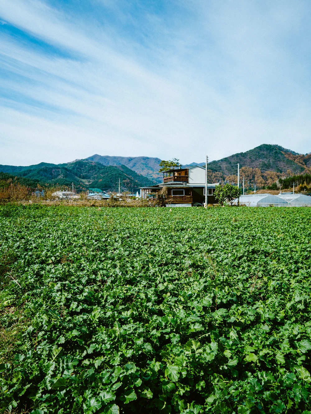 산물동