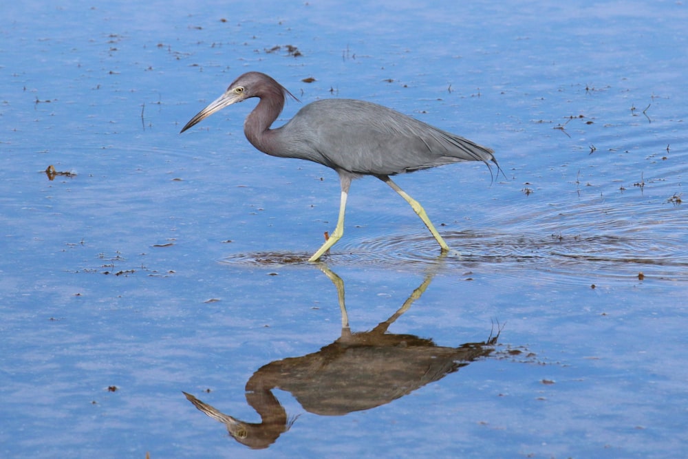 a bird with a long beak is walking in the water