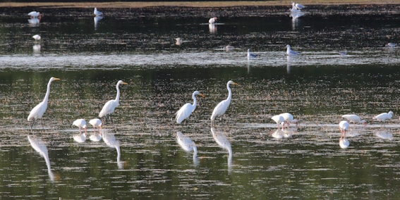 a group of white birds standing on top of a body of water