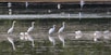 a group of white birds standing on top of a body of water