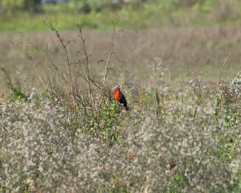a red and black bird sitting on top of a grass covered field