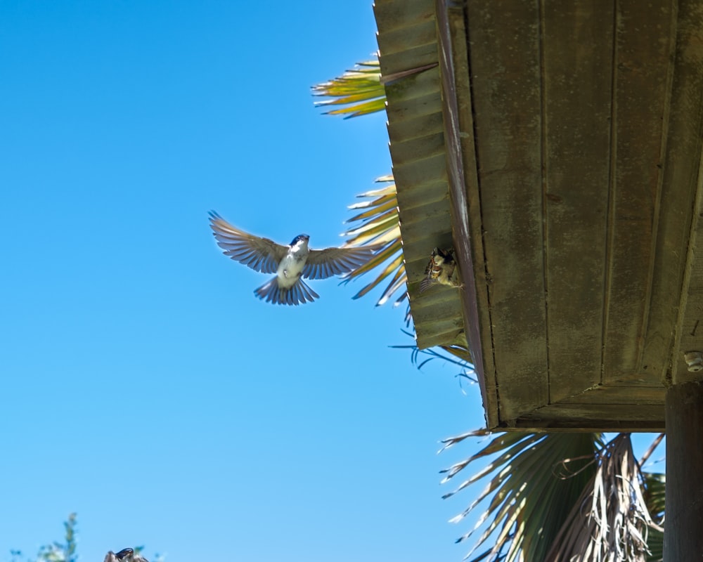 a bird is flying near a building and a palm tree