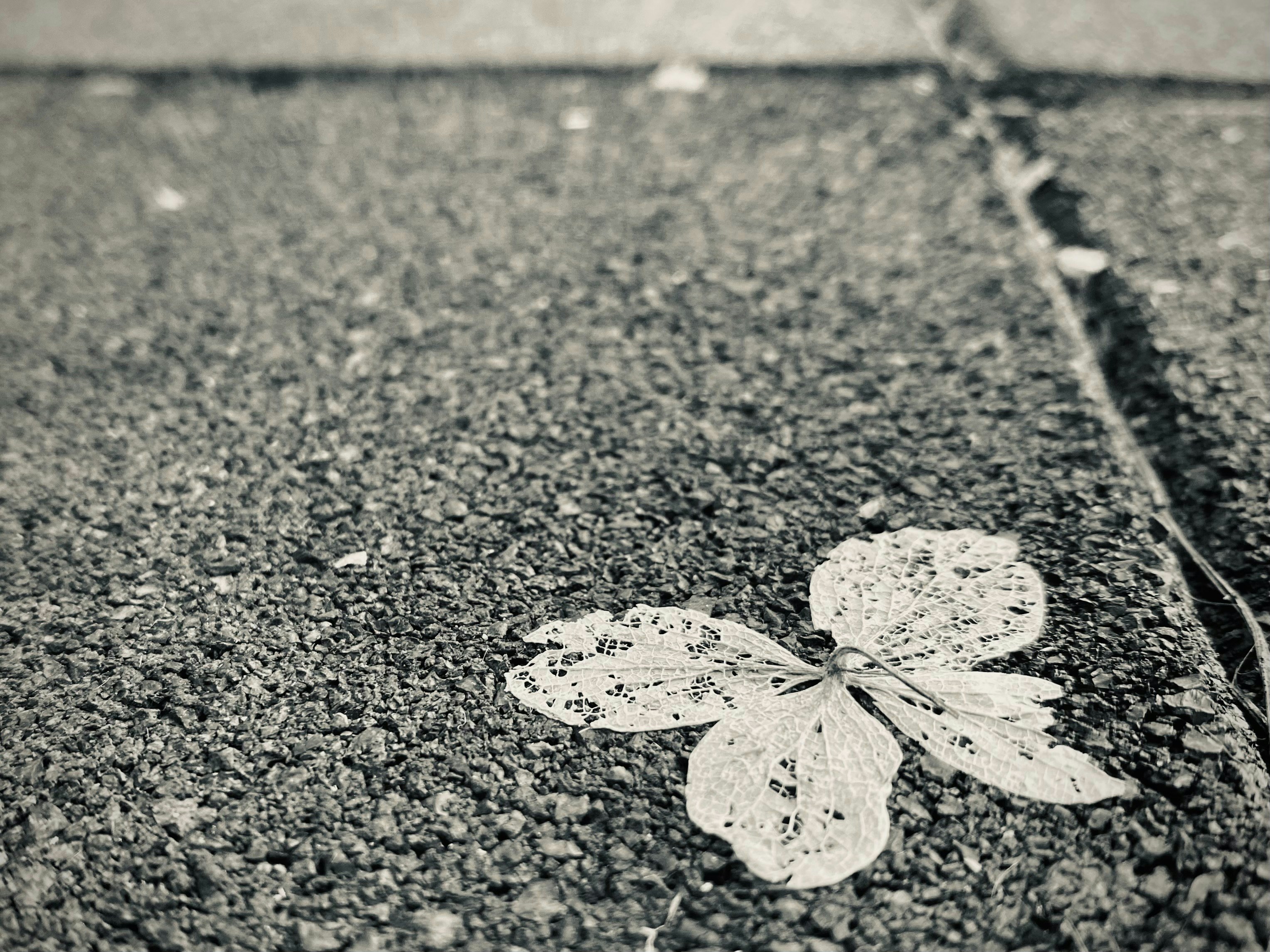 Your Essential Free Blacktop Calculator for Driveways