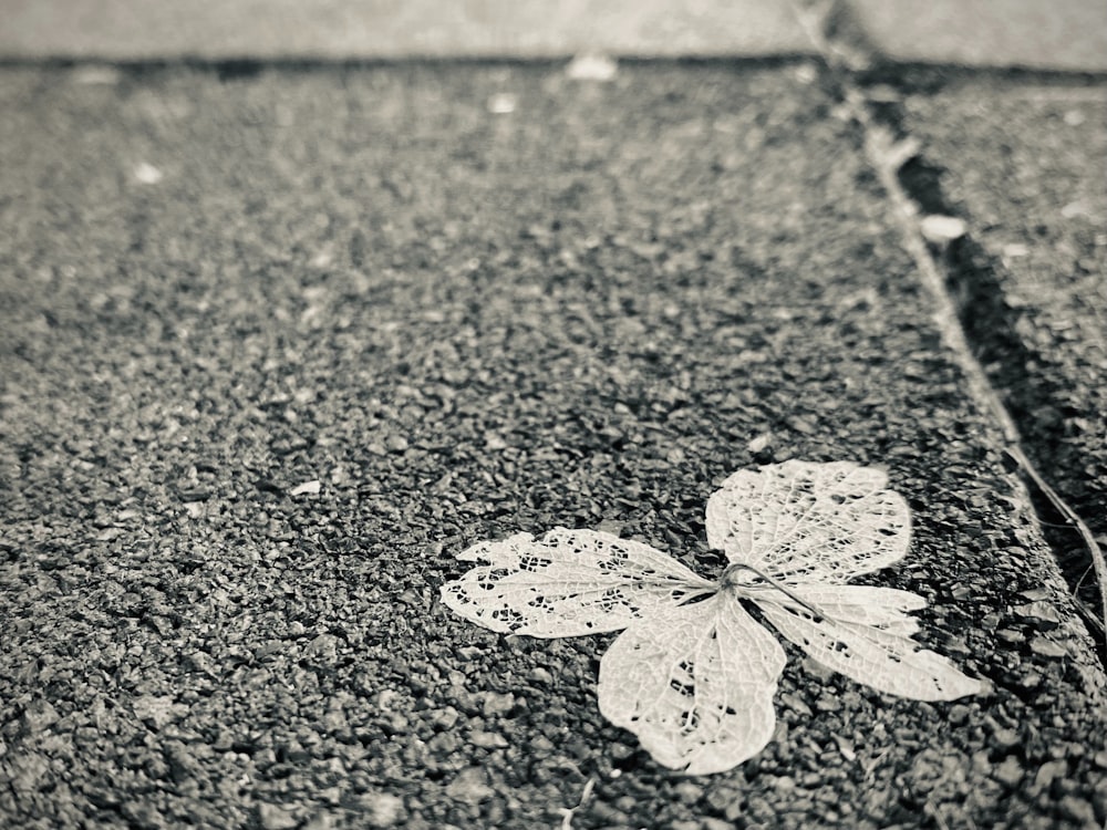 a flower that is laying on the ground