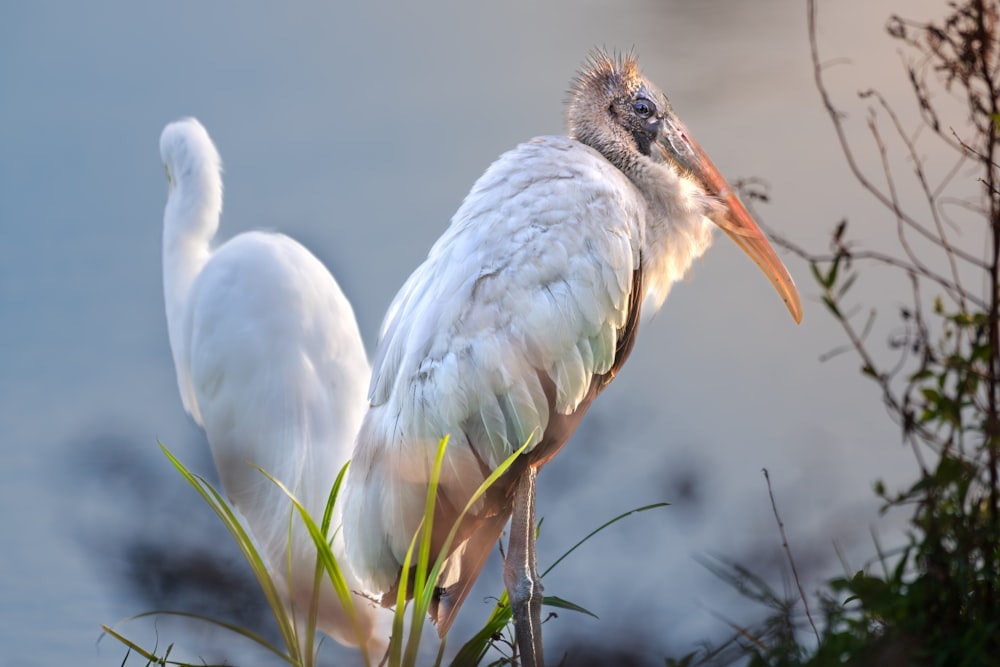 a large white bird with a long beak