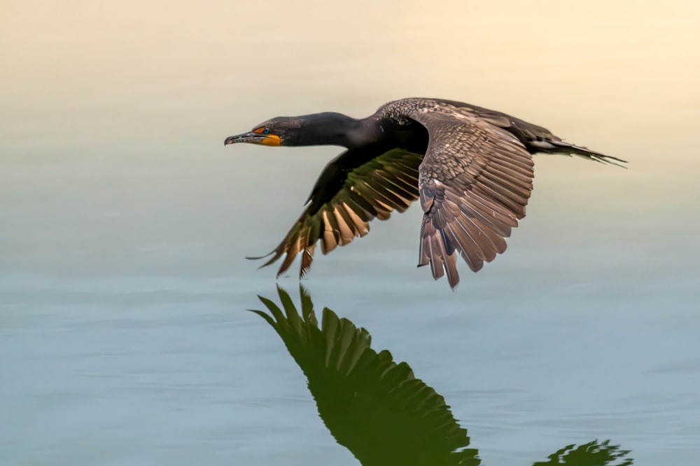 a bird flying over a body of water