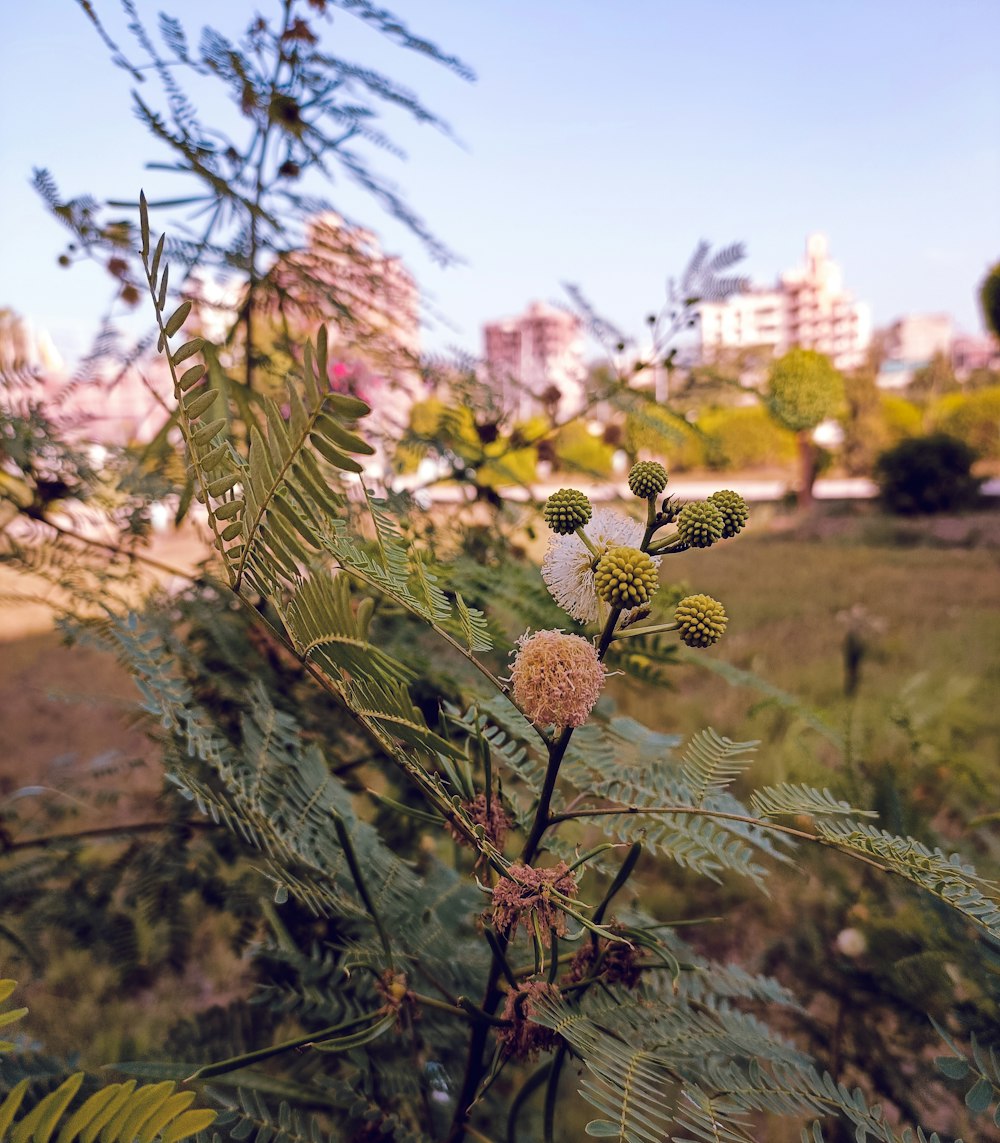 a close up of a plant with a city in the background