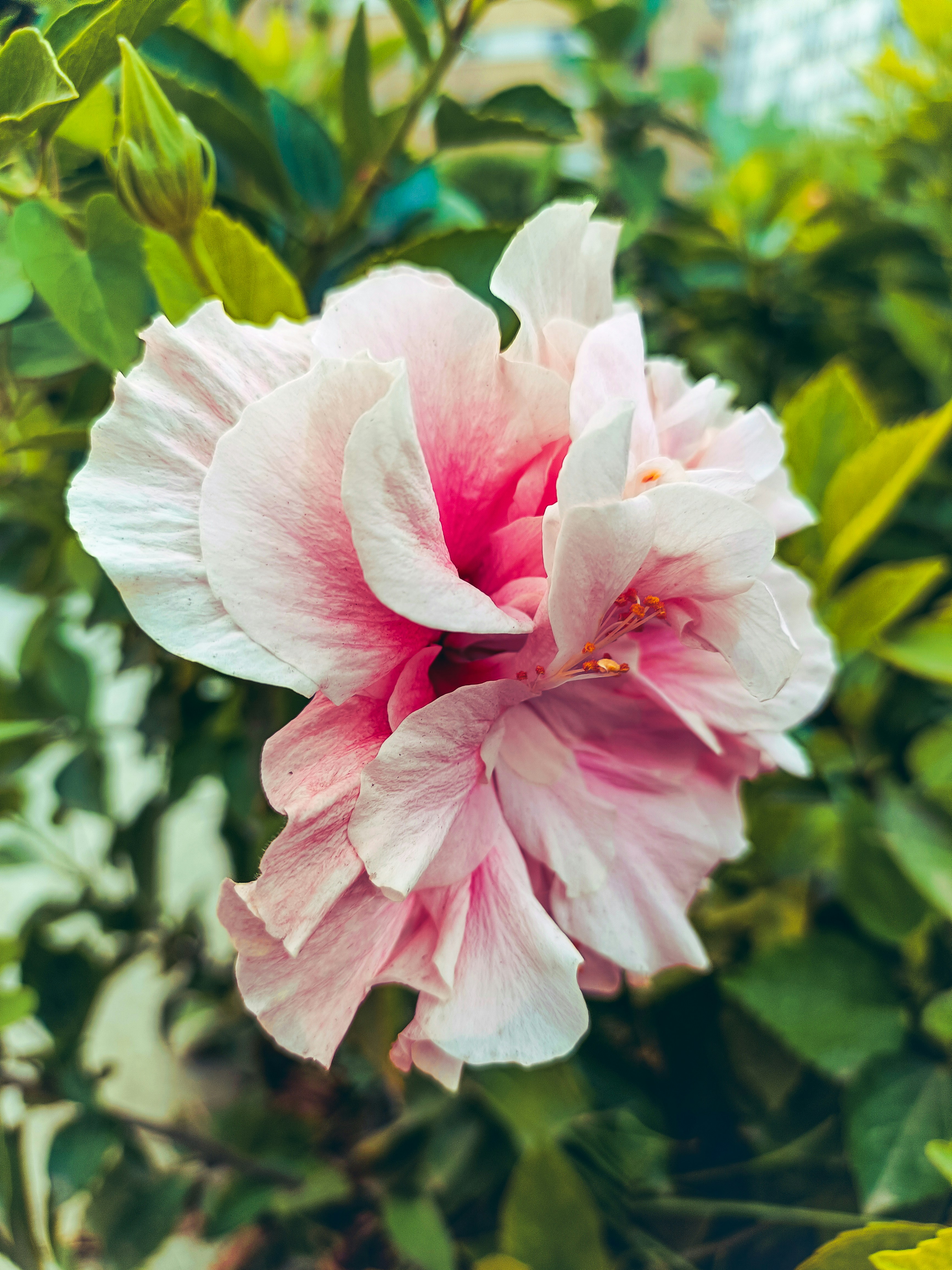 Photo by ahmedwagih55