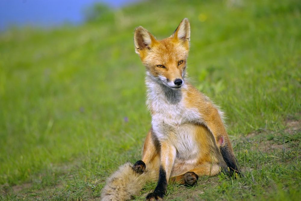 un renard roux assis sur ses pattes arrière dans l’herbe