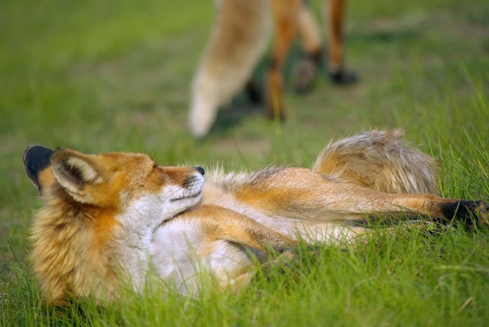 a fox laying in the grass next to a horse
