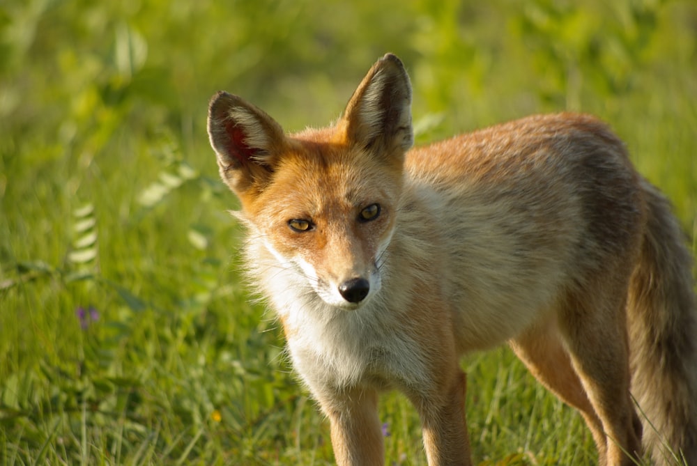 a red fox standing in the grass looking at the camera