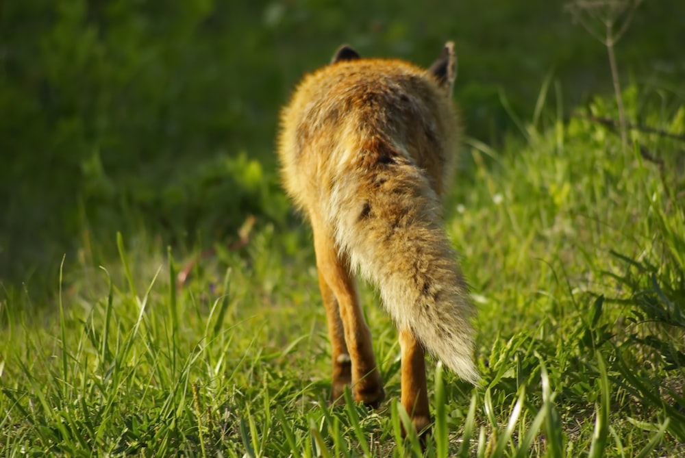 a small furry animal walking across a lush green field