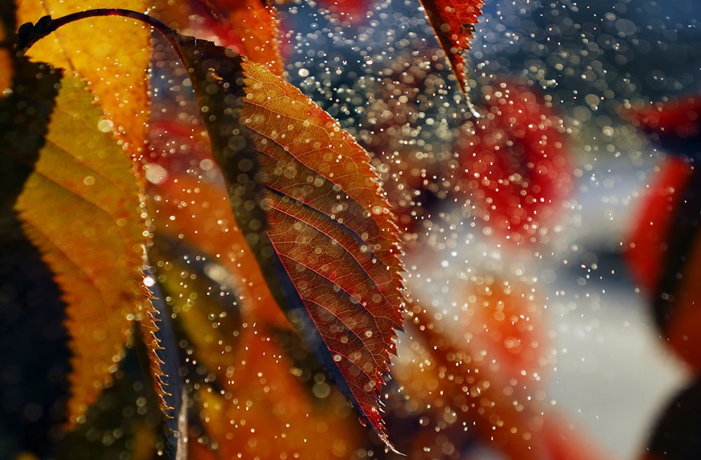 a close up of a leaf with drops of water on it