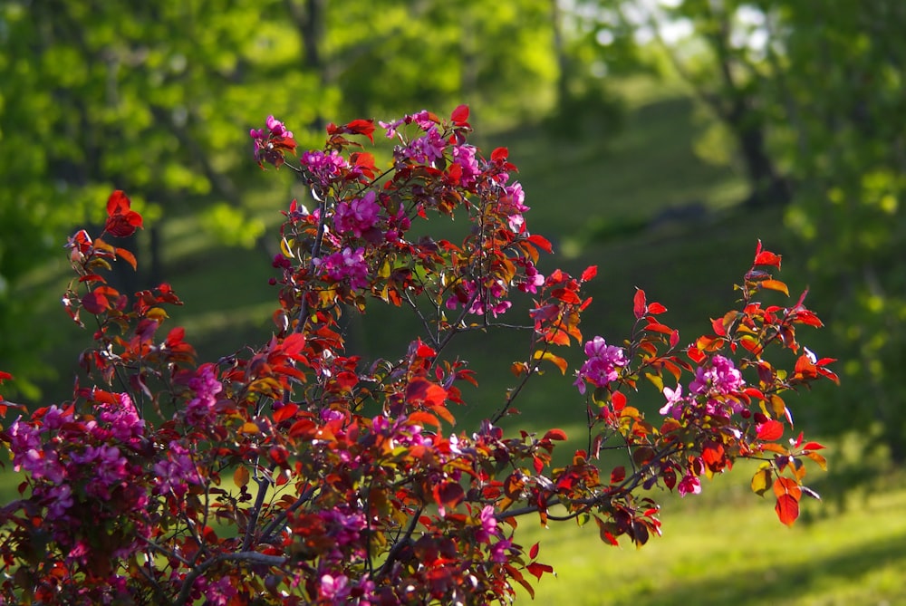 a bush with red and purple flowers in a park