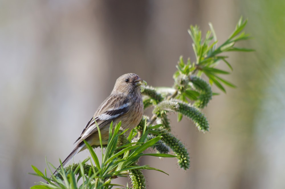 a small bird perched on top of a tree branch