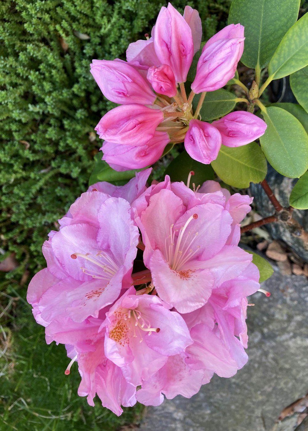 ein Strauß rosa Blumen sitzt auf einem Felsen