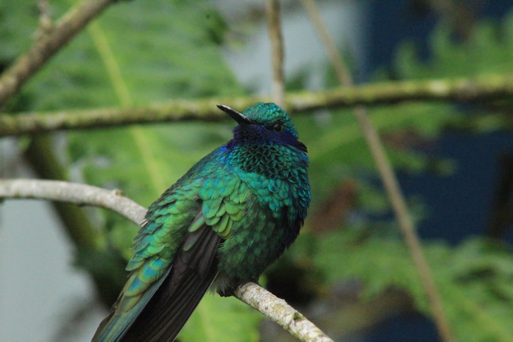 a green and blue bird sitting on a tree branch